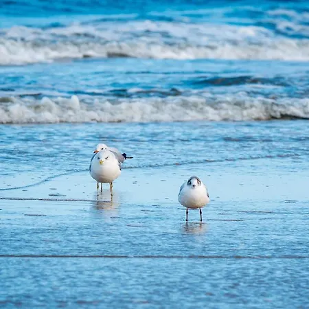 Gustava 28 格拉尔-米里茨